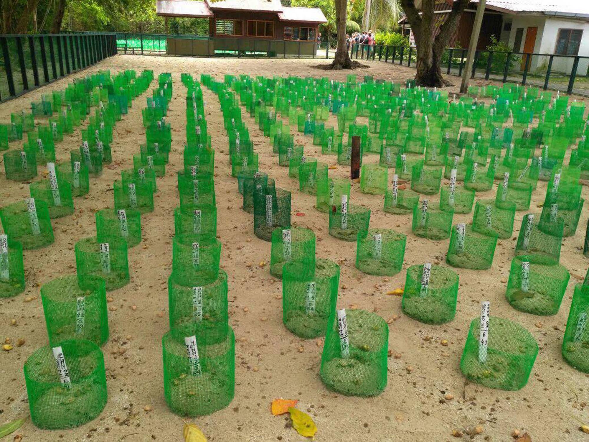 Selingan Turtle Island Hotel Sandakan Eksteriør billede