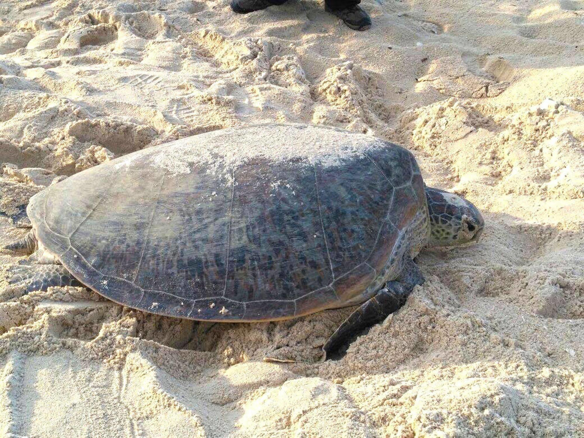 Selingan Turtle Island Hotel Sandakan Eksteriør billede