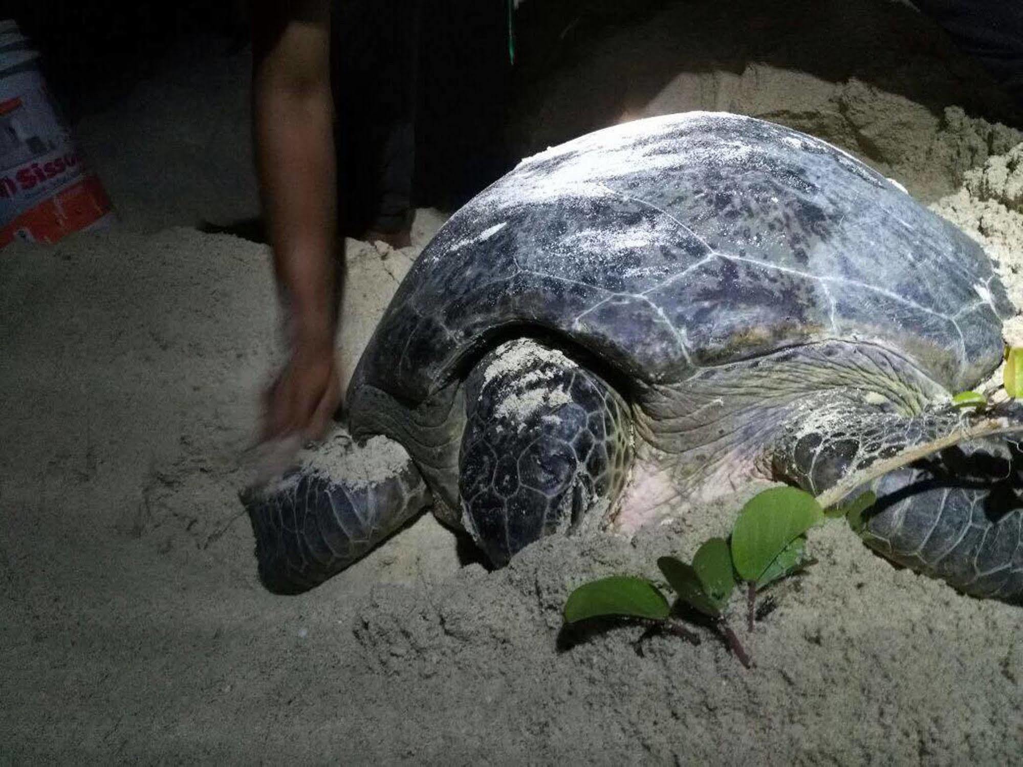 Selingan Turtle Island Hotel Sandakan Eksteriør billede