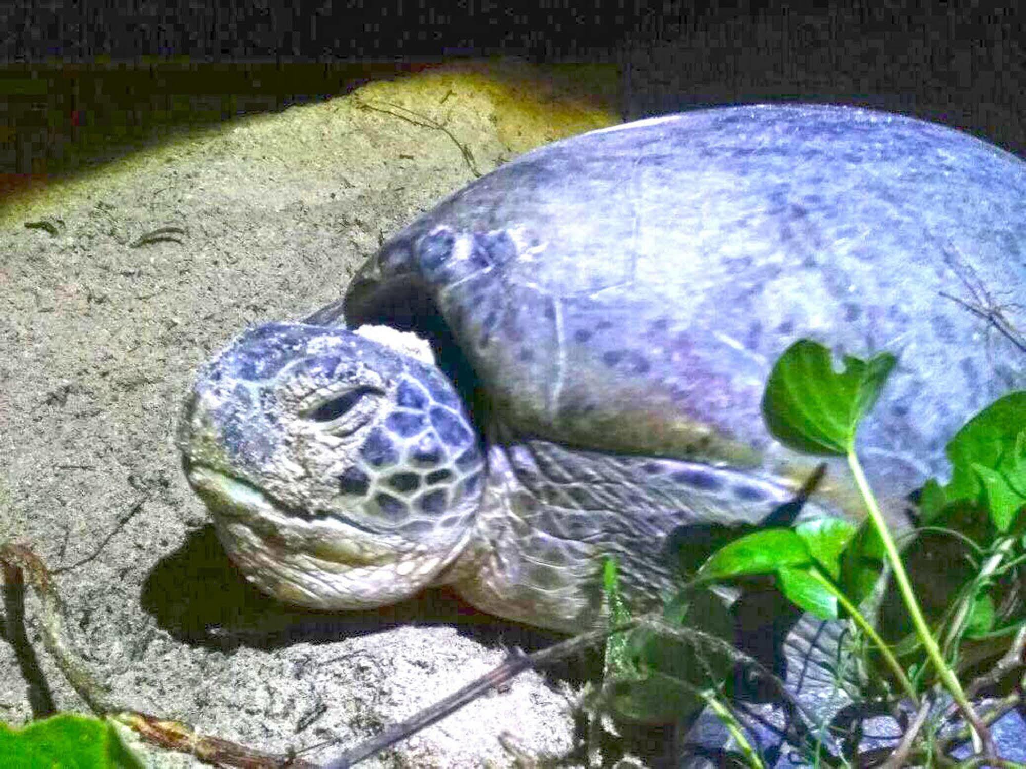 Selingan Turtle Island Hotel Sandakan Eksteriør billede