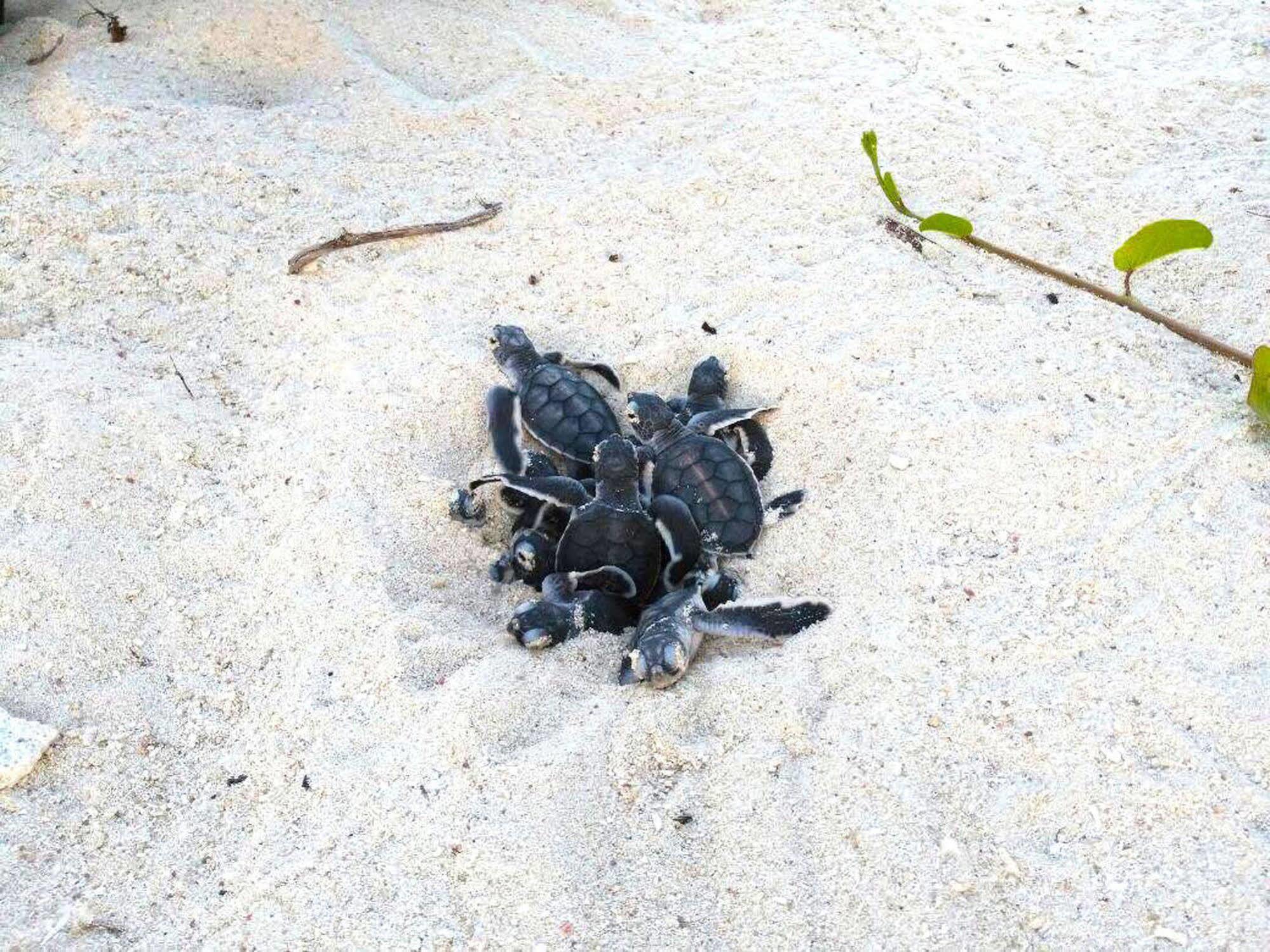 Selingan Turtle Island Hotel Sandakan Eksteriør billede