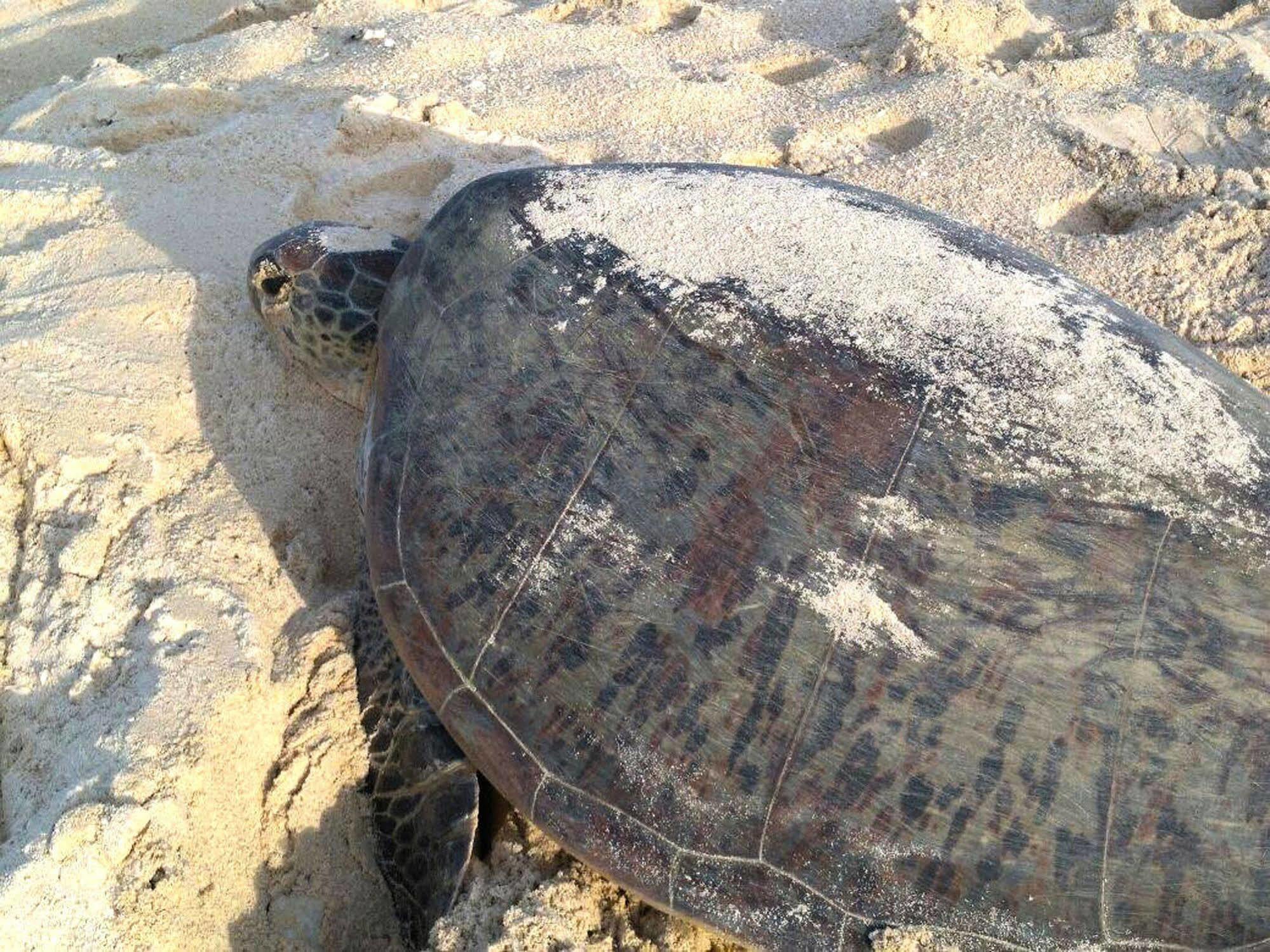 Selingan Turtle Island Hotel Sandakan Eksteriør billede