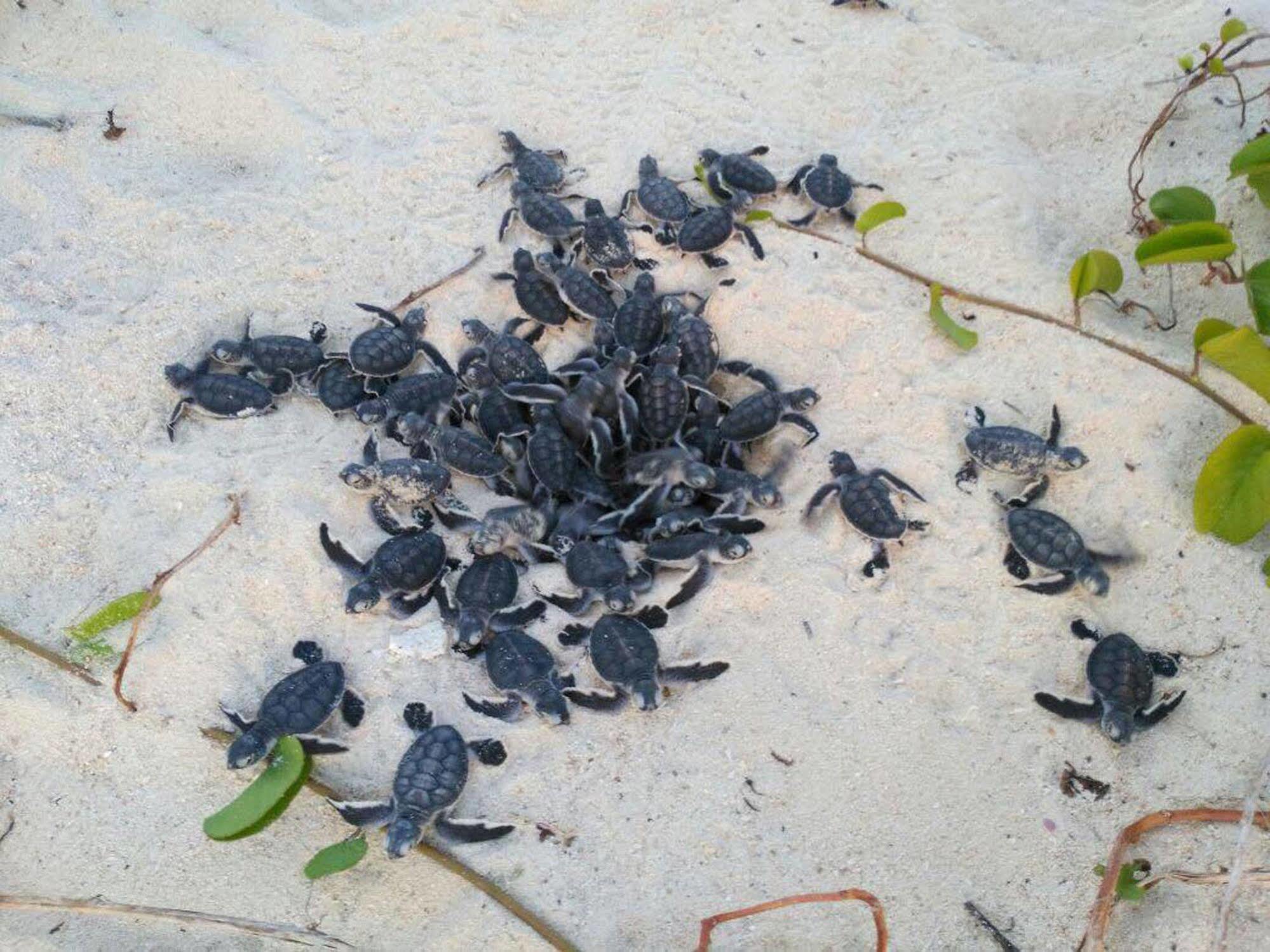 Selingan Turtle Island Hotel Sandakan Eksteriør billede