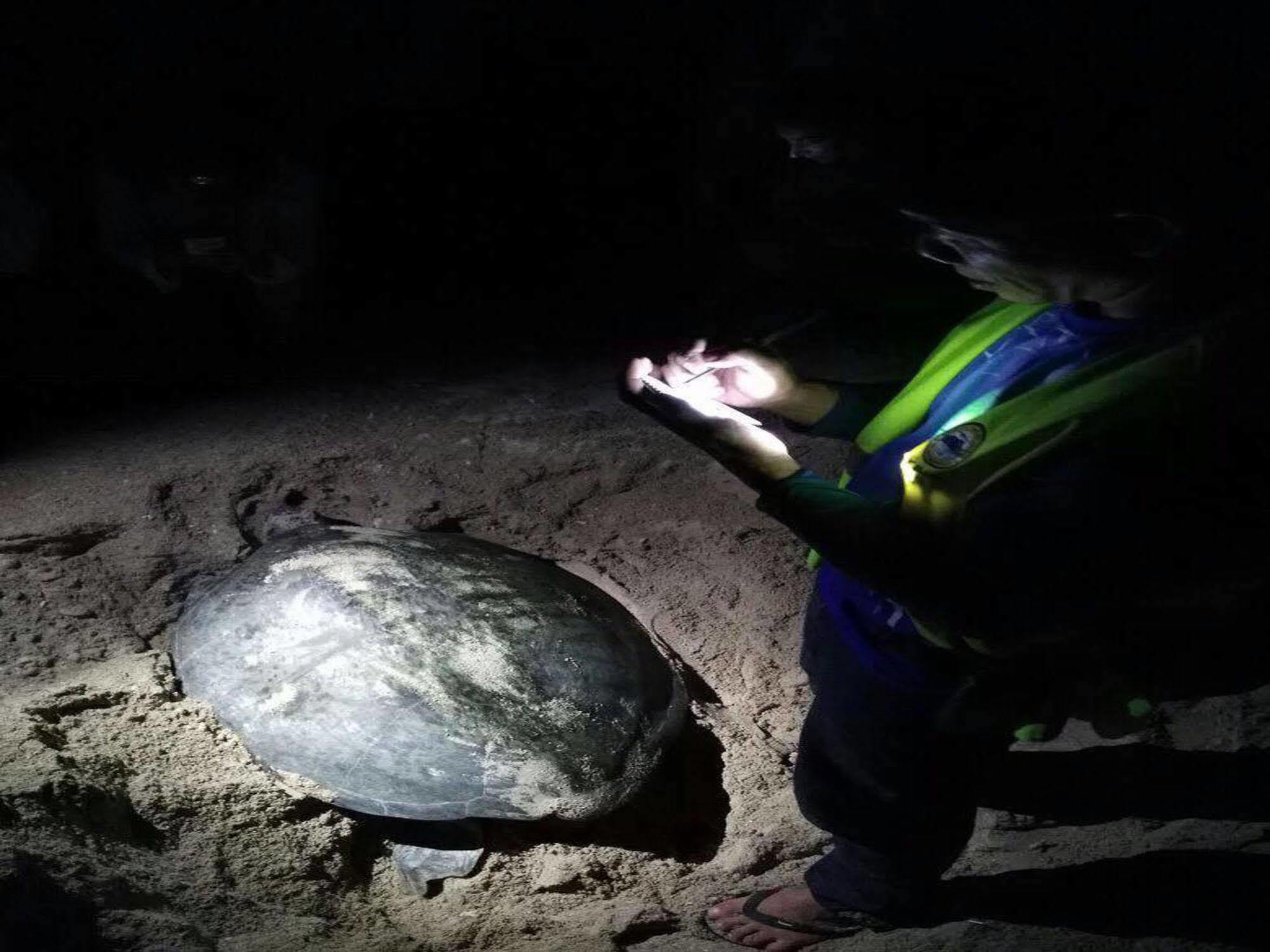 Selingan Turtle Island Hotel Sandakan Eksteriør billede