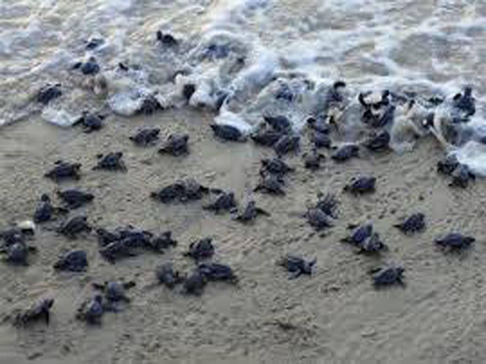 Selingan Turtle Island Hotel Sandakan Eksteriør billede