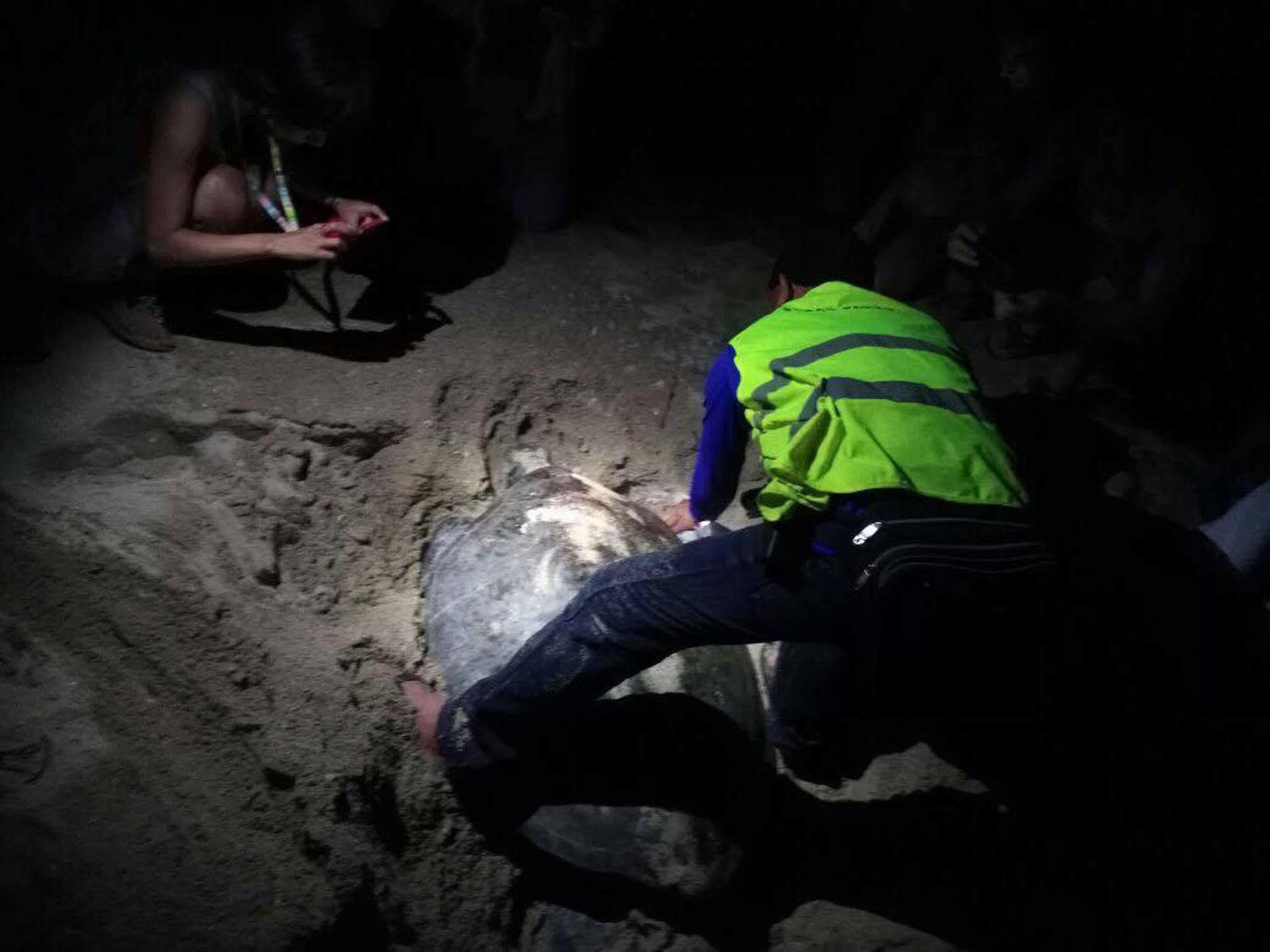 Selingan Turtle Island Hotel Sandakan Eksteriør billede